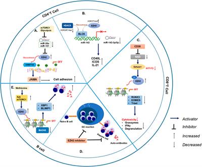 EZH2: Its regulation and roles in immune disturbance of SLE